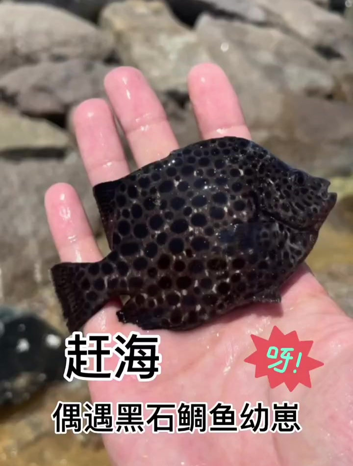 偶遇会吐泡泡迷你石鲷鱼 还有会游泳的巨型水母