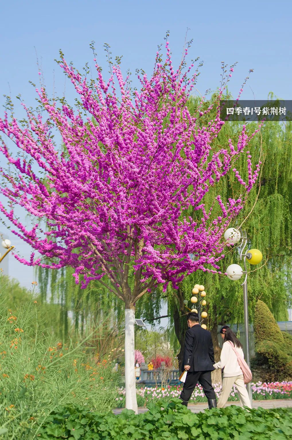 北京世界花卉大观园:四季春1号打造唯美紫霞春色!