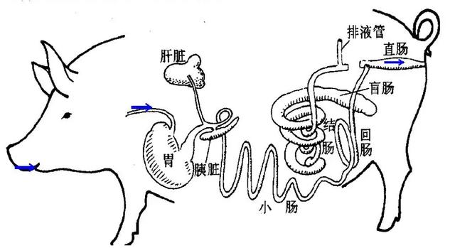 猪心脏简笔画图片