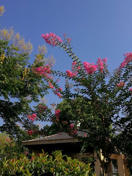 曲靖适合养什么花,市花和市树是什么