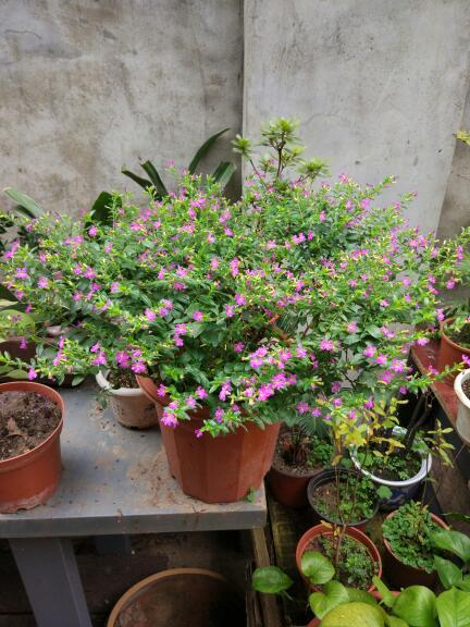 细叶雪茄花的养殖方法及注意事项