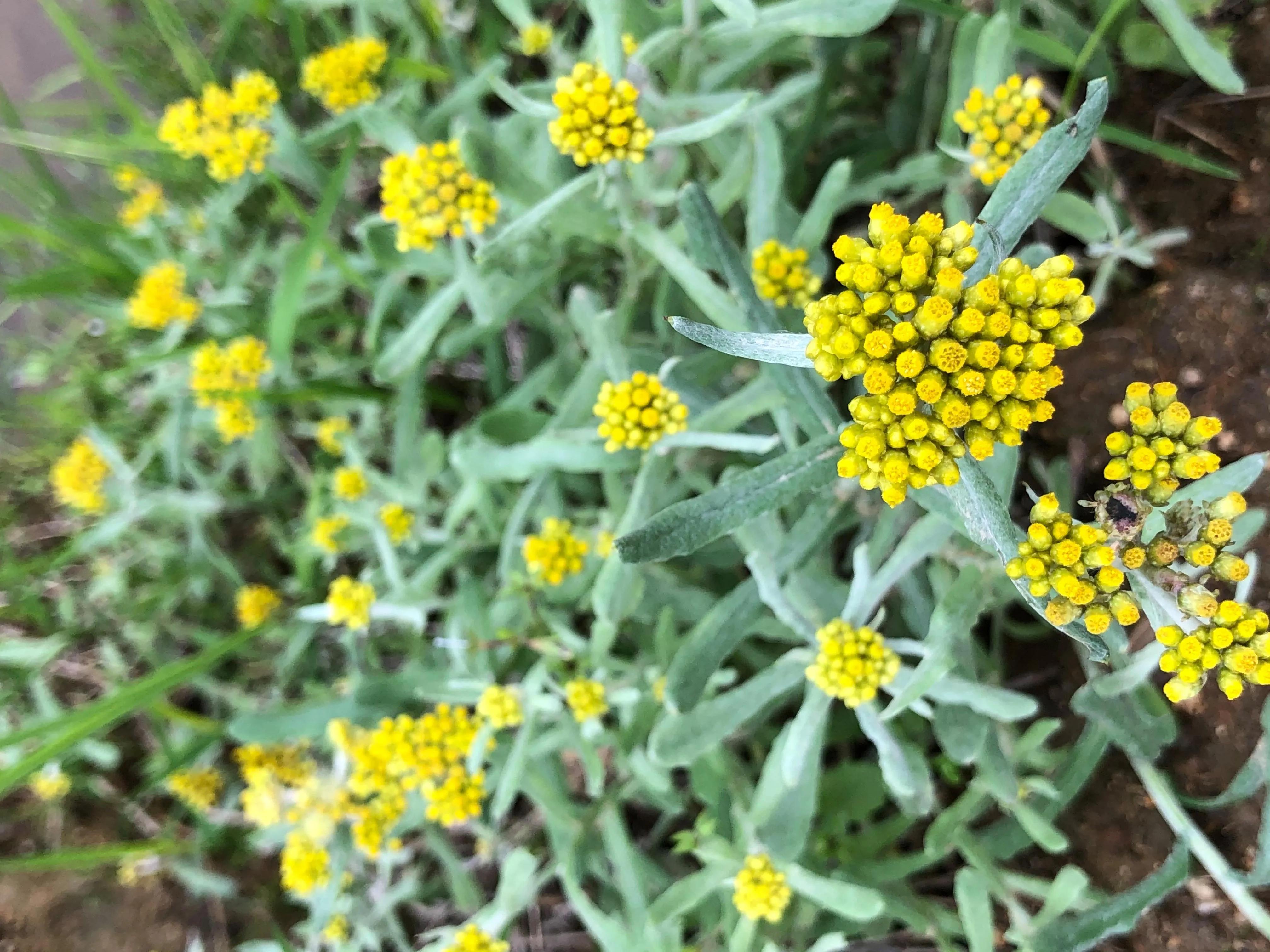 在农村,常用来做米果的鼠曲草它和鼠尾草,到底有啥区别?