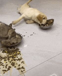 250_304gif 动态图 动图