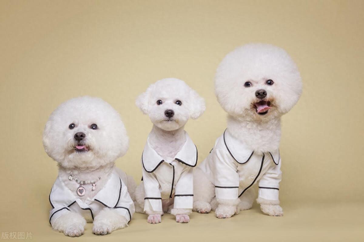 比熊犬分为马耳他,特纳利夫,哈瓦那和波隆那四个品种,各有独特外貌和