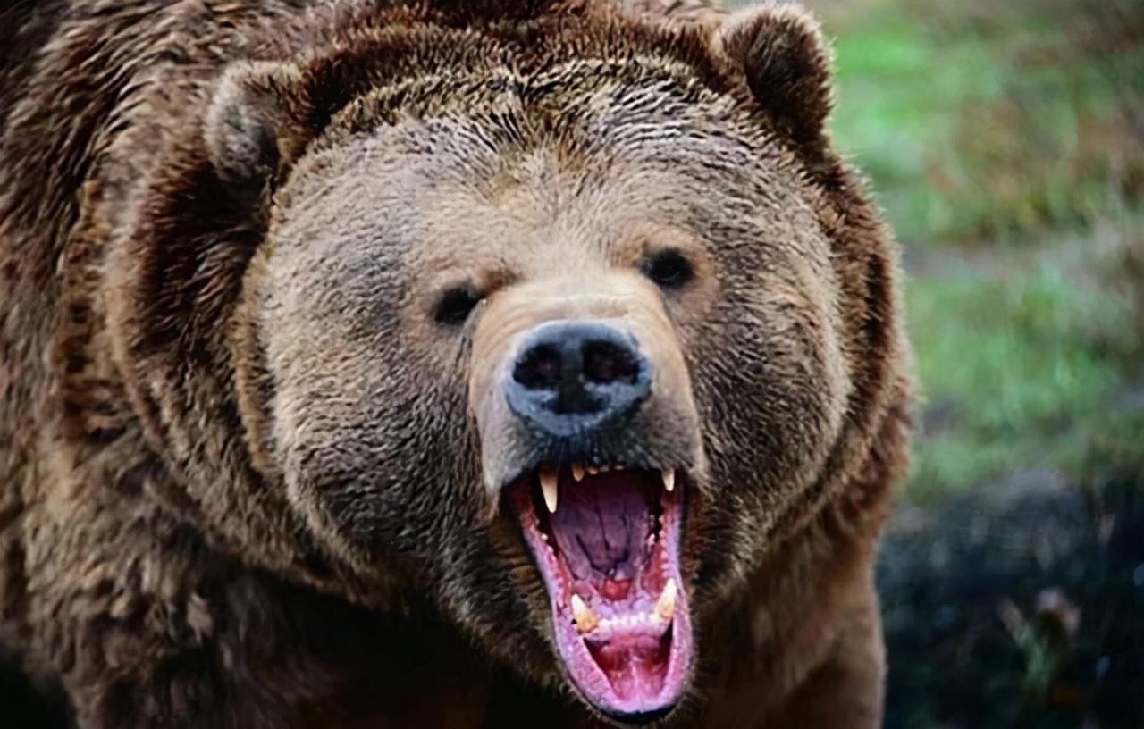 回顾:四川一孩子,看着母亲被俩黑熊咬死,现今有一只仍未被找到