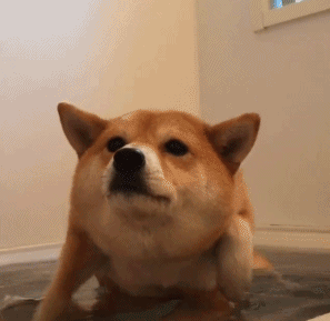 297_289gif 动态图 动图