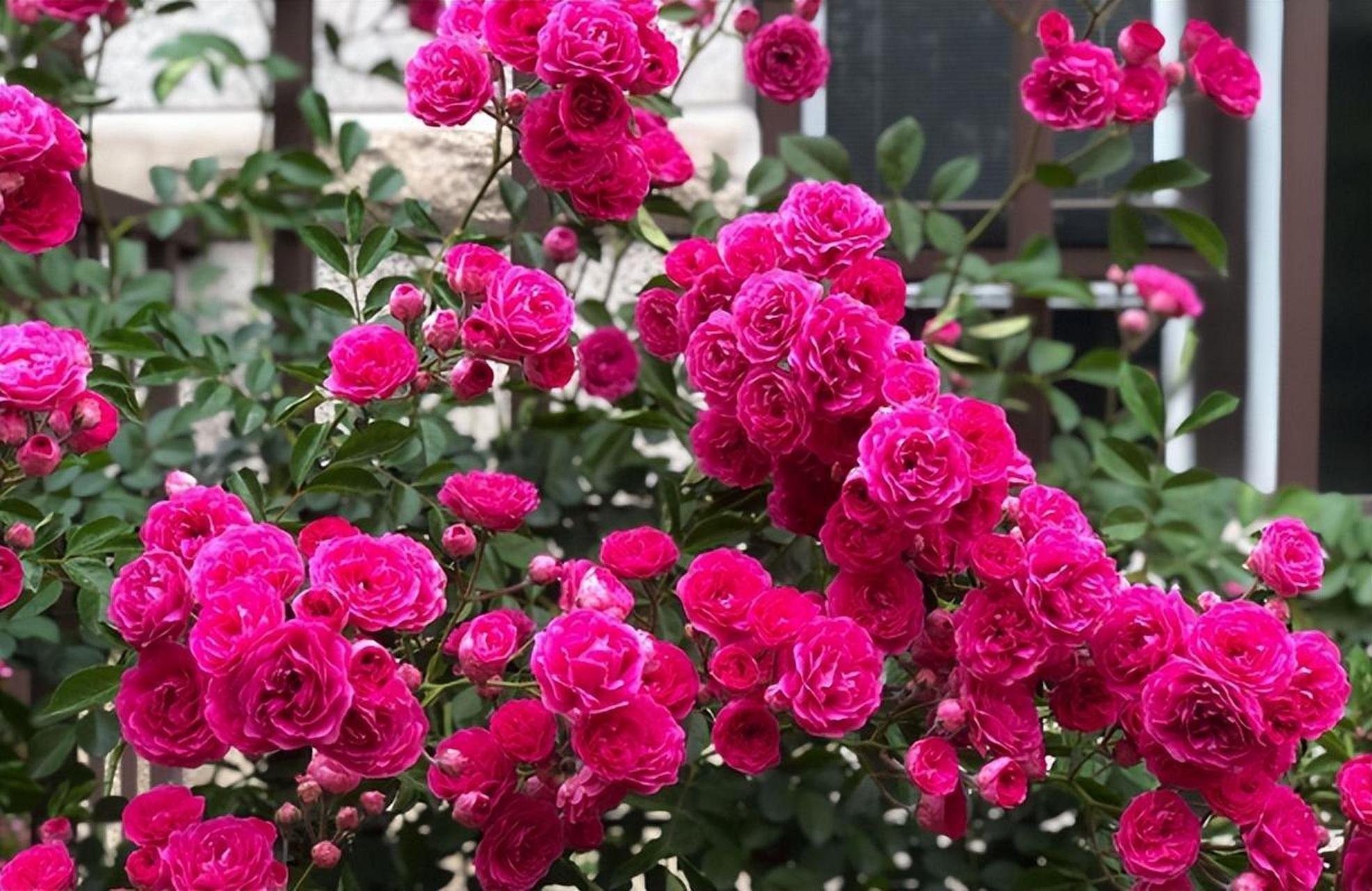 阳台种植甜蜜红木香,花色喜庆,香气甜蜜,花期长达半年,能增添家居喜庆