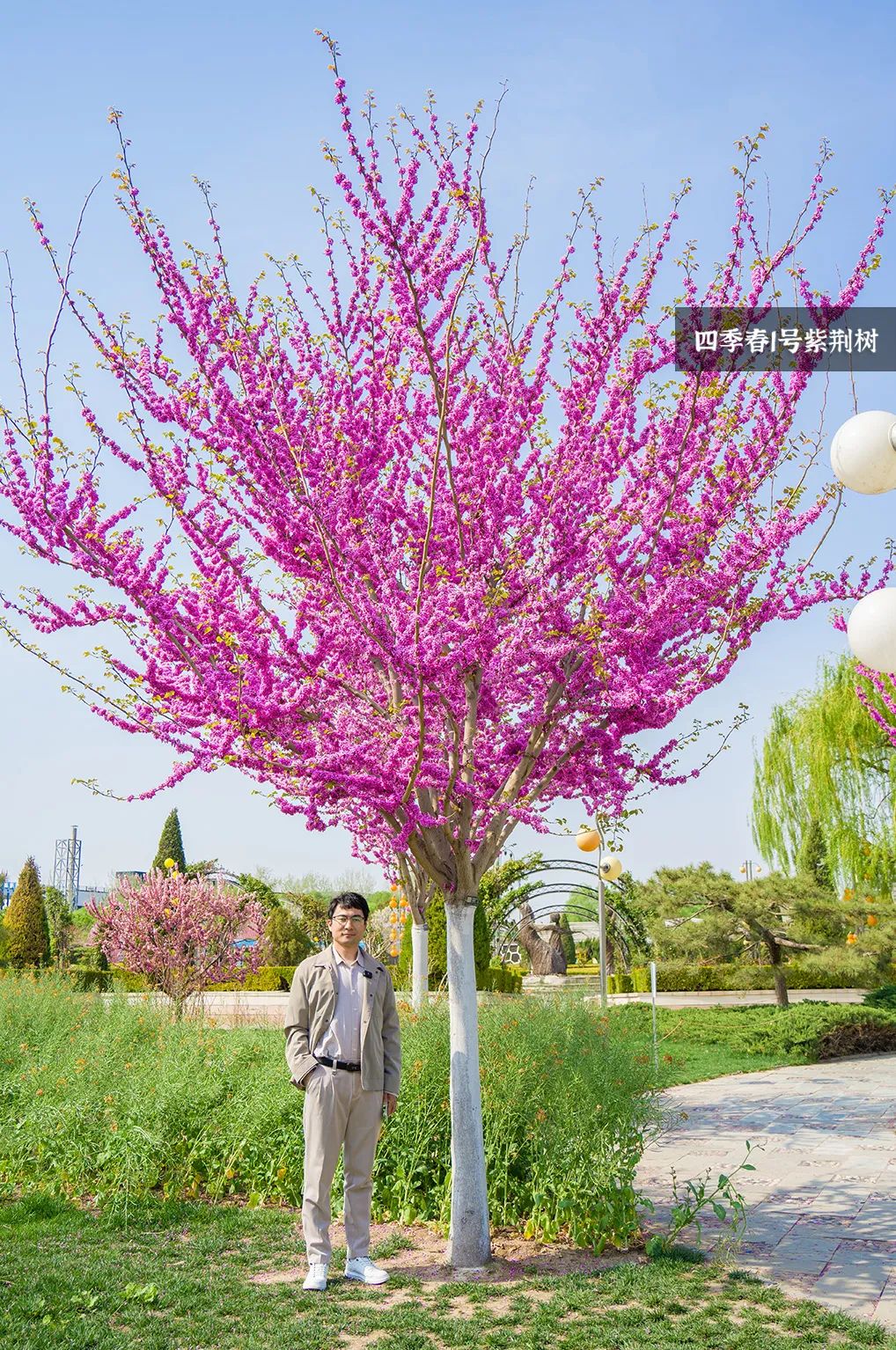 北京世界花卉大观园:四季春1号打造唯美紫霞春色!