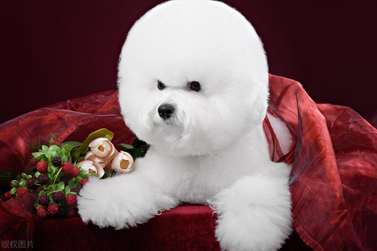 比熊犬四大品种全揭秘,第二种不常见!