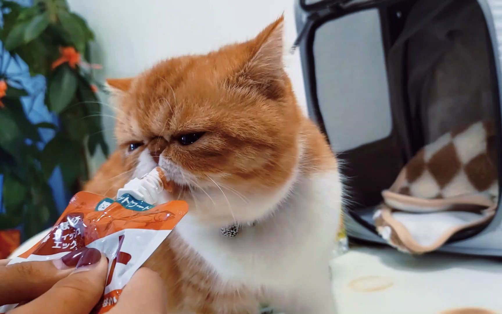 "加菲猫"这些缺点太可怕了,难怪少人养