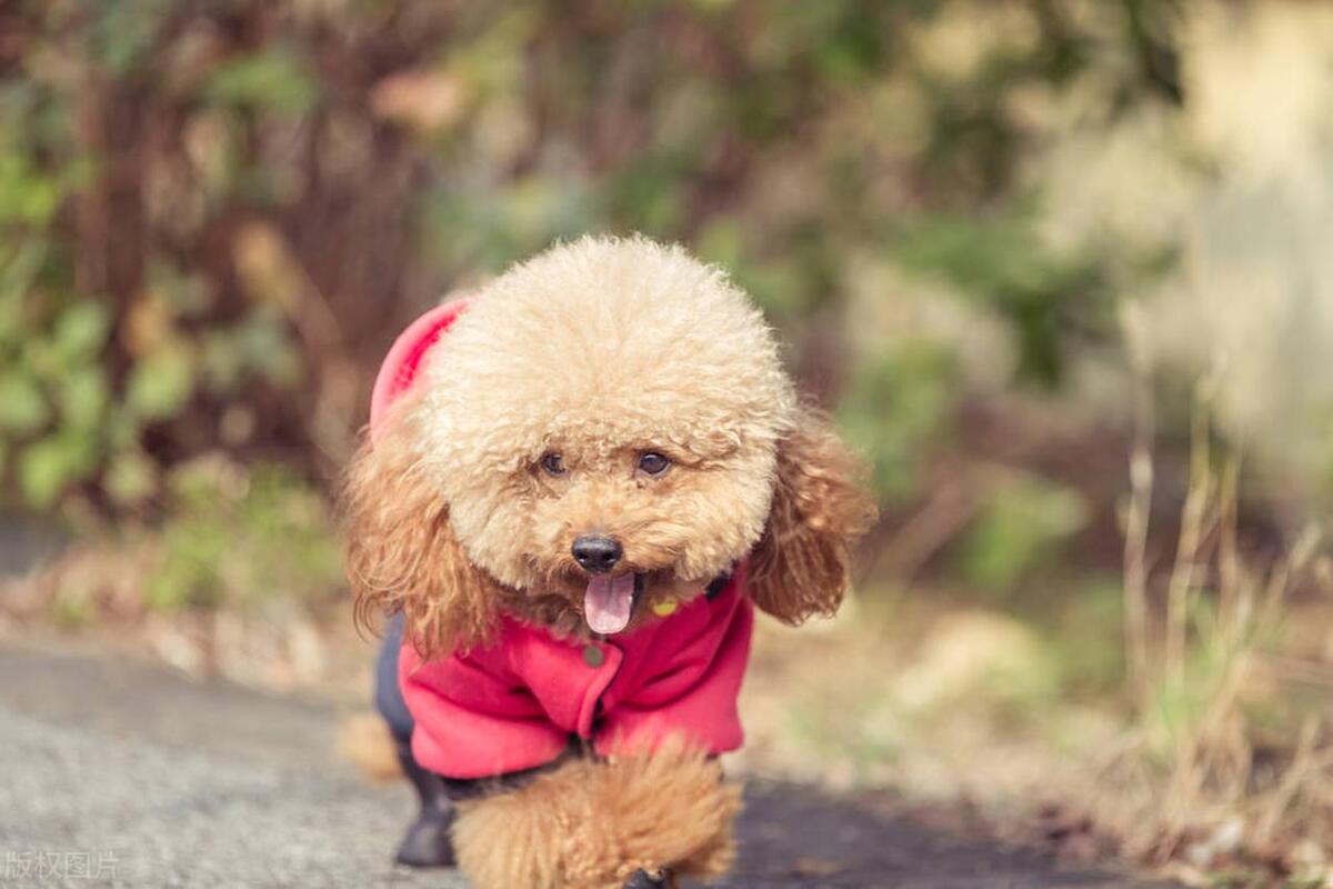 这11个行为说明泰迪太孤独了快陪陪它