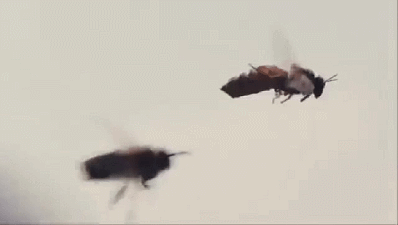 罕见GIF图：蜜蜂交配——公蜂射米青后，就会死去～
