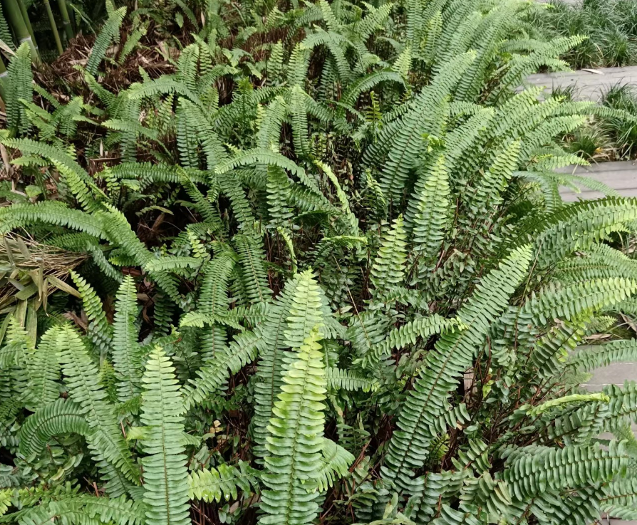 肾蕨图片 功效图片