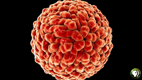 比如 鼠y杆jun,绿n杆jun,大c杆jun.