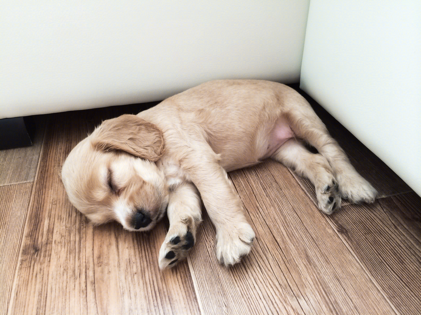 背靠着东西睡有时候你会发现狗狗喜欢背靠着墙或者家具睡觉