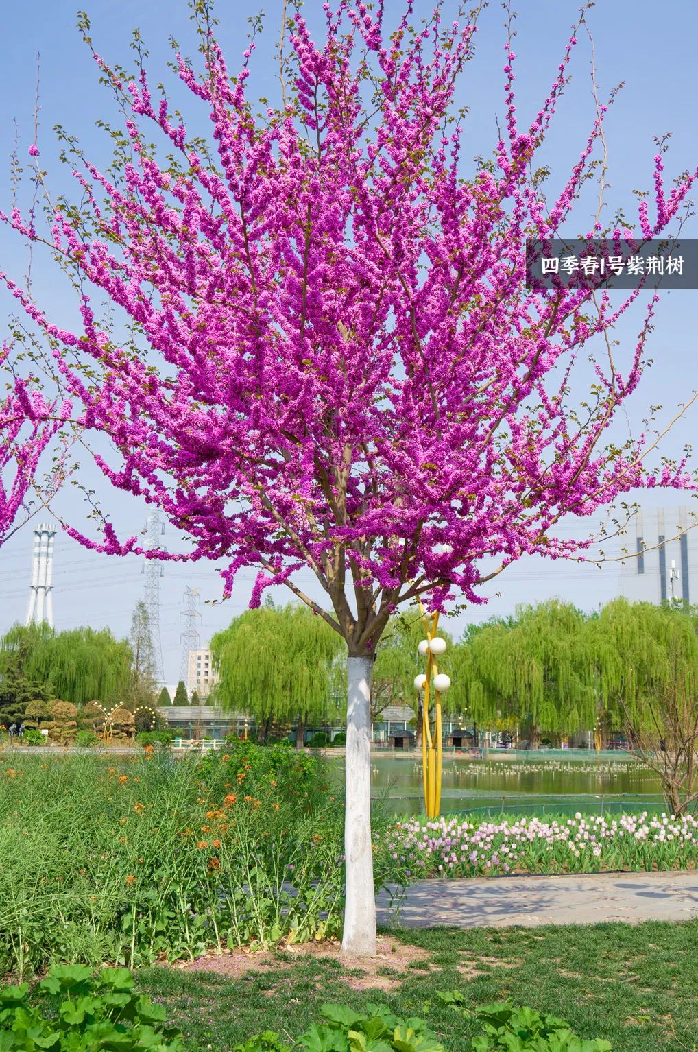 北京世界花卉大观园:四季春1号打造唯美紫霞春色!