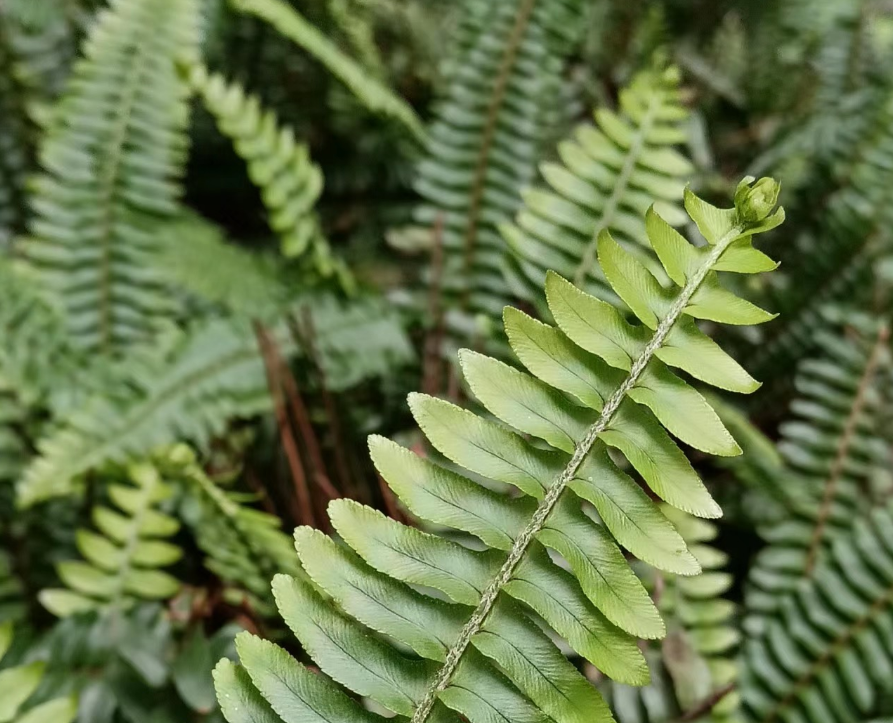 肾蕨图片 功效图片