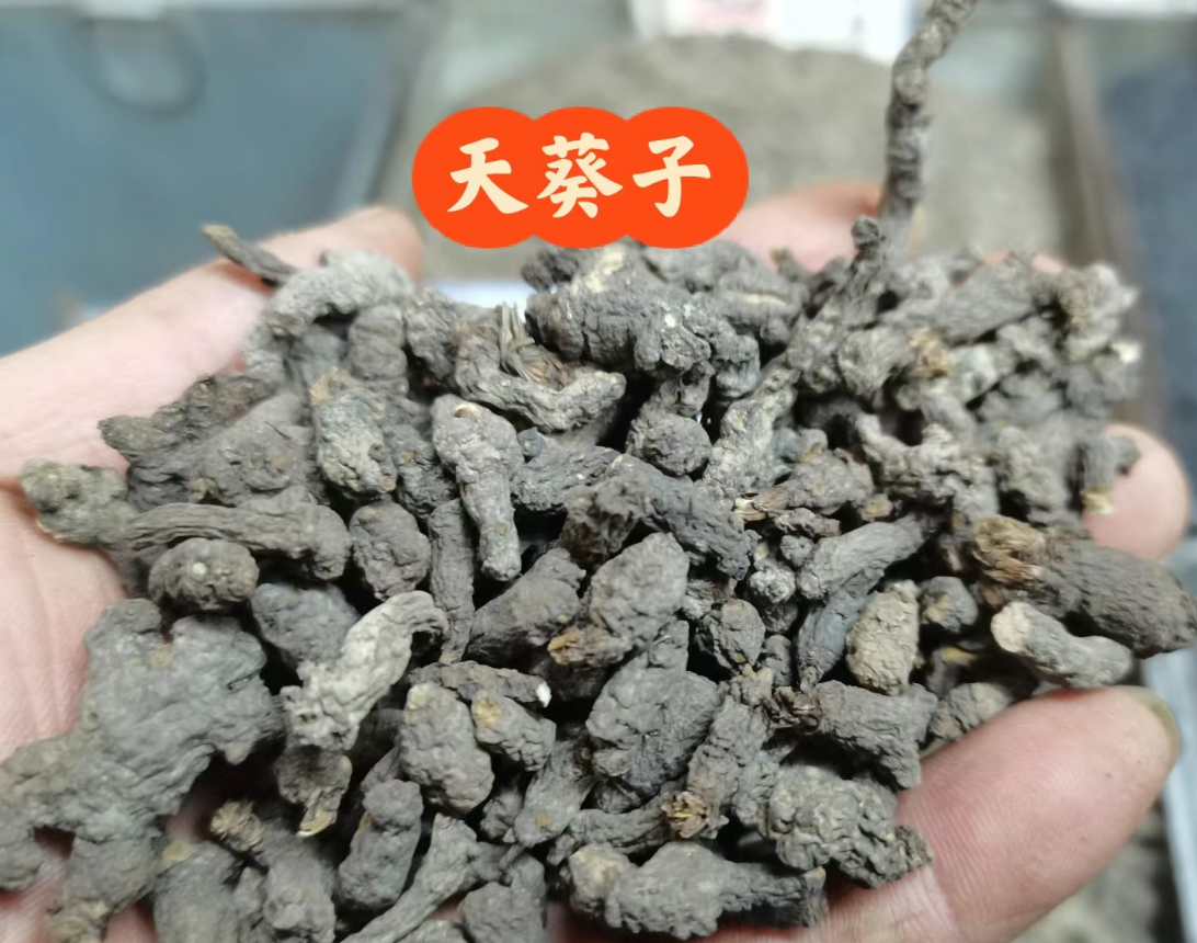 千年老鼠屎的作用图片