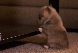 小狗"伸懒腰",代表这些意思,不知道白养了