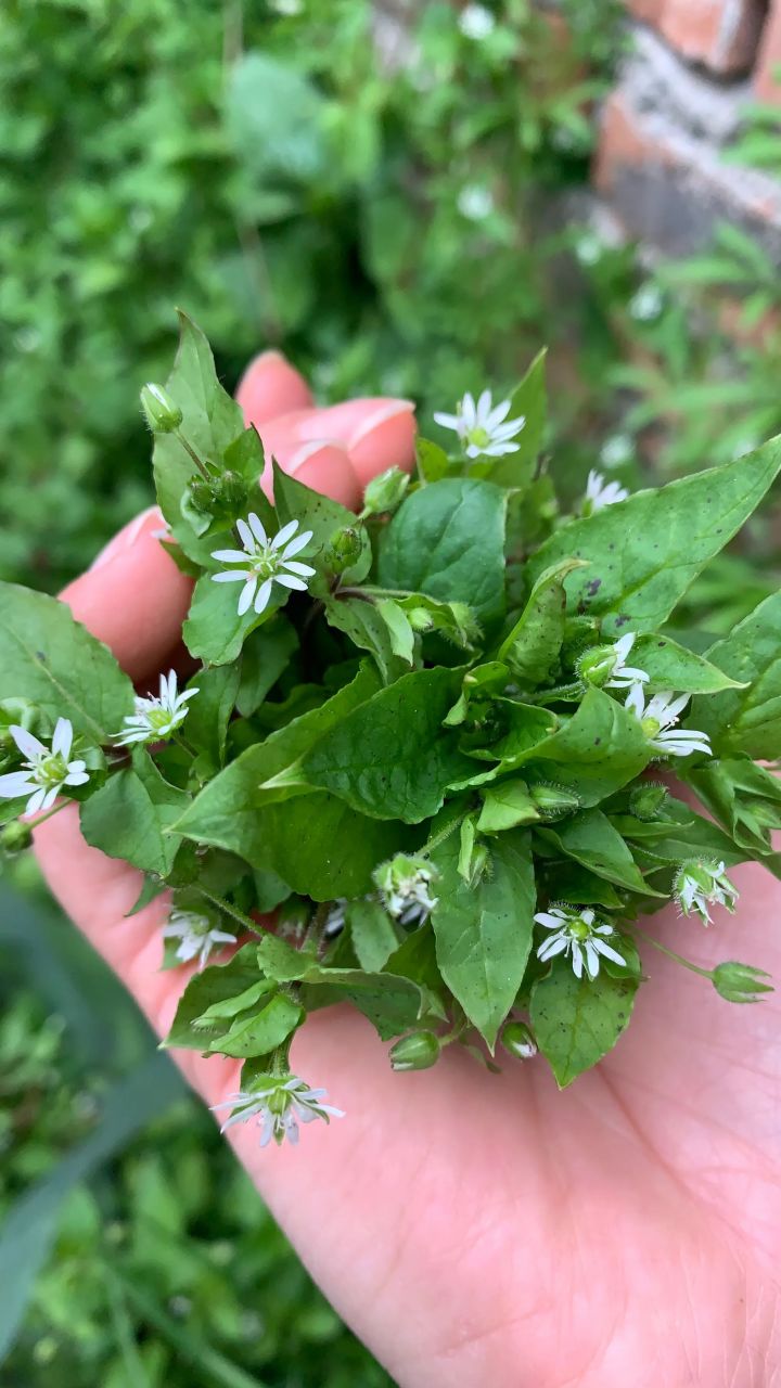 野菜花花菜图片及功效图片