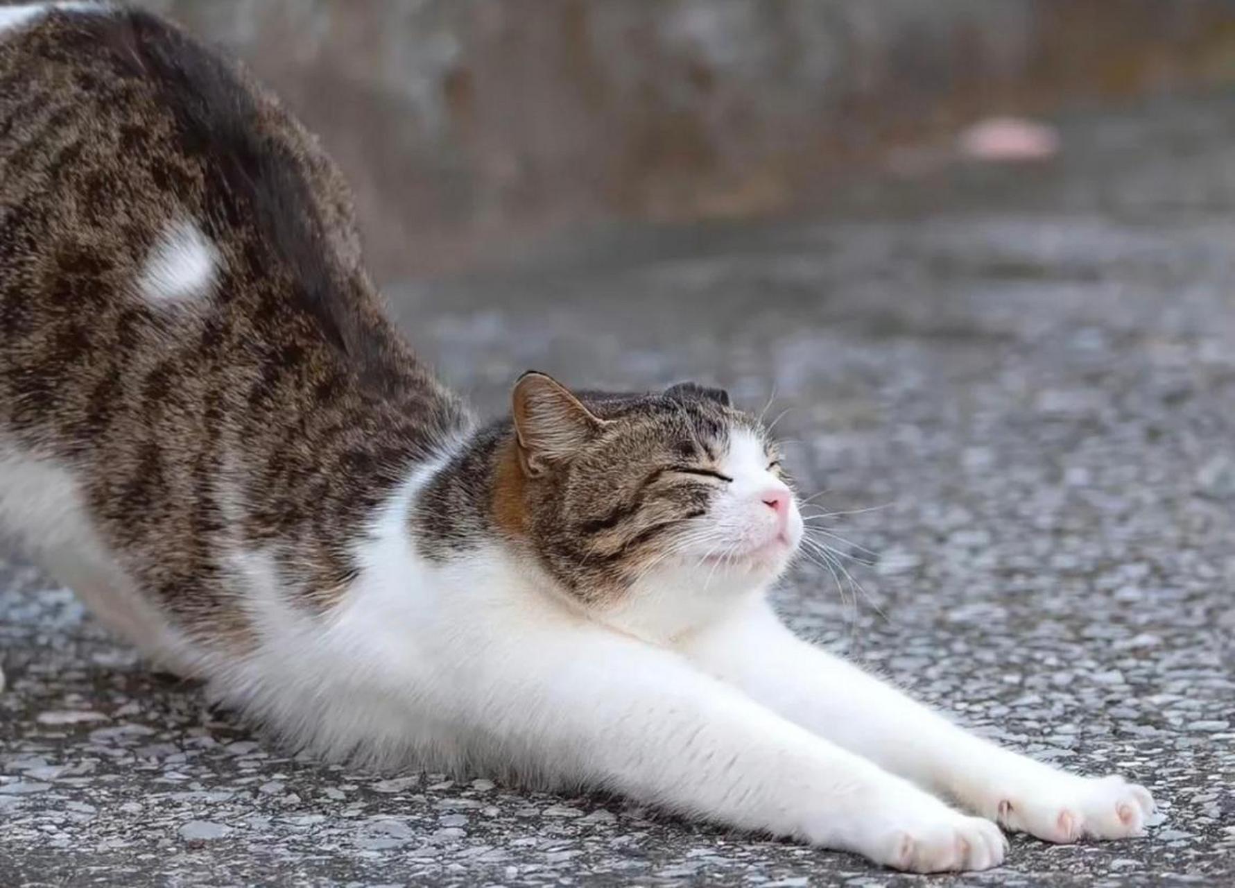 当猫咪"伸懒腰",原来暗示着几种意思,别傻傻不知道