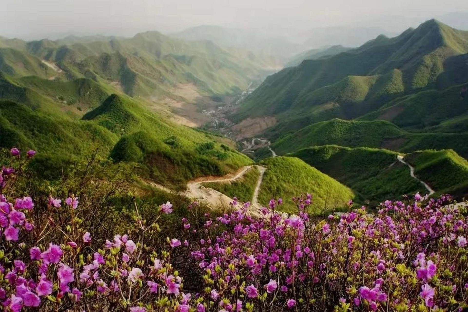 杜鹃花 赏花地点:大石桥市建一镇黄丫口自然生态旅游景区.