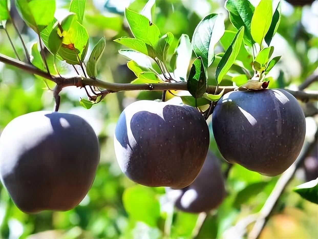 黑钻苹果,不挑土壤好养活,市场前景好,值得种植