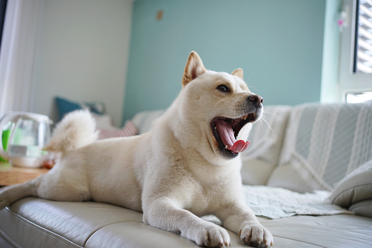 小狗"伸懒腰",代表这些意思,不知道白养了