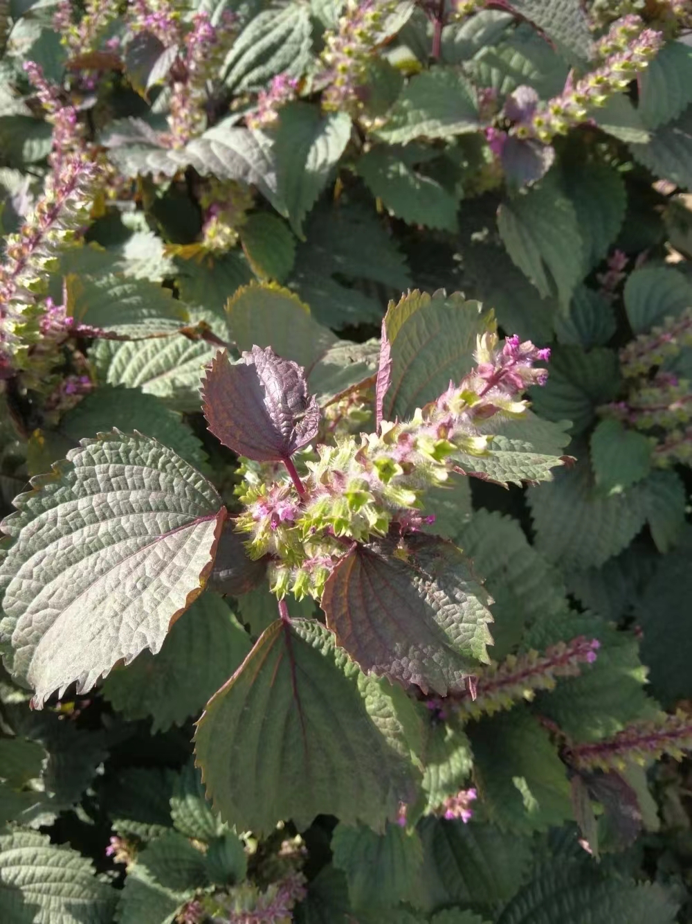 紫苏叶,生活中很常见的一种植物叶子,常常野生或种植于园圃边沿.