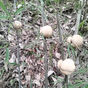 摘下来拿回家有用处吗?不知道能不能吃呢?