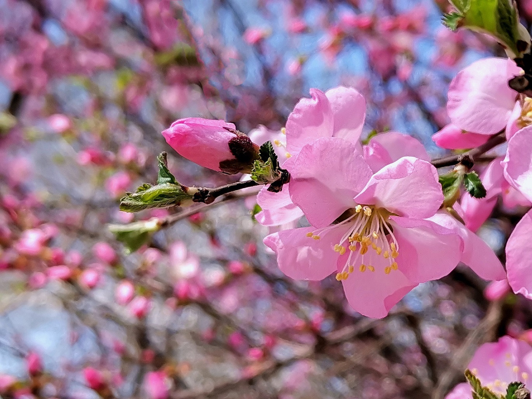 抚顺市望花区新星中学图片