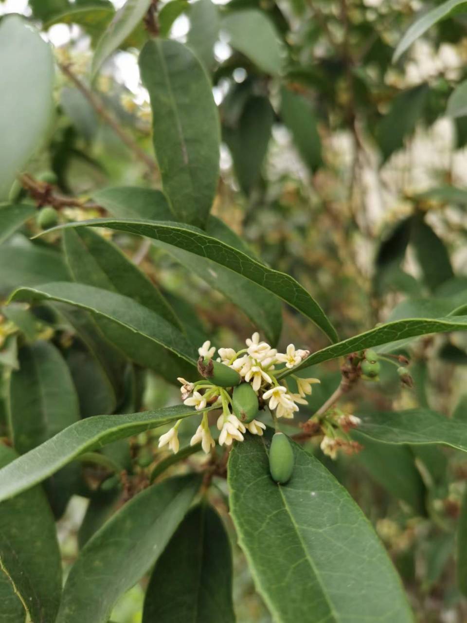 桂花树的果实叫做桂花果,还有个好听的名字"桂子",有时人们将"桂子"
