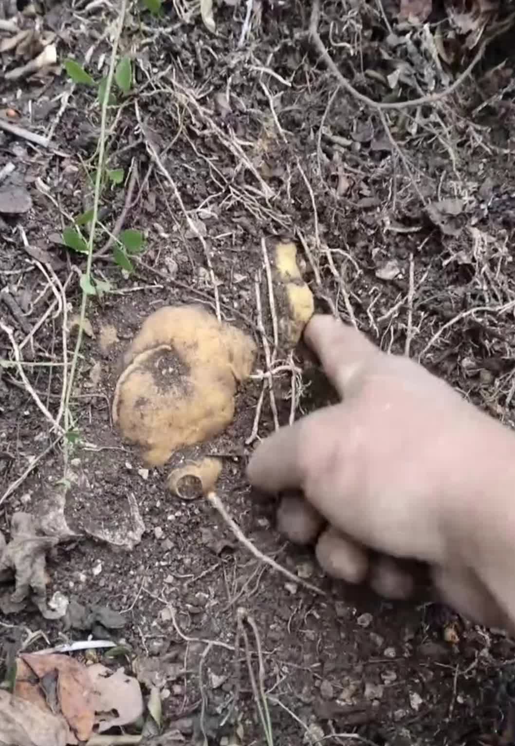 野生土豆,又称野生马铃薯,是一.@孤狼观世界的动态