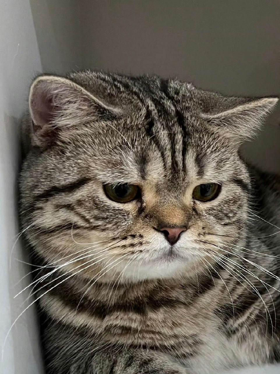 猫咪受了委屈,躲在一角伤心