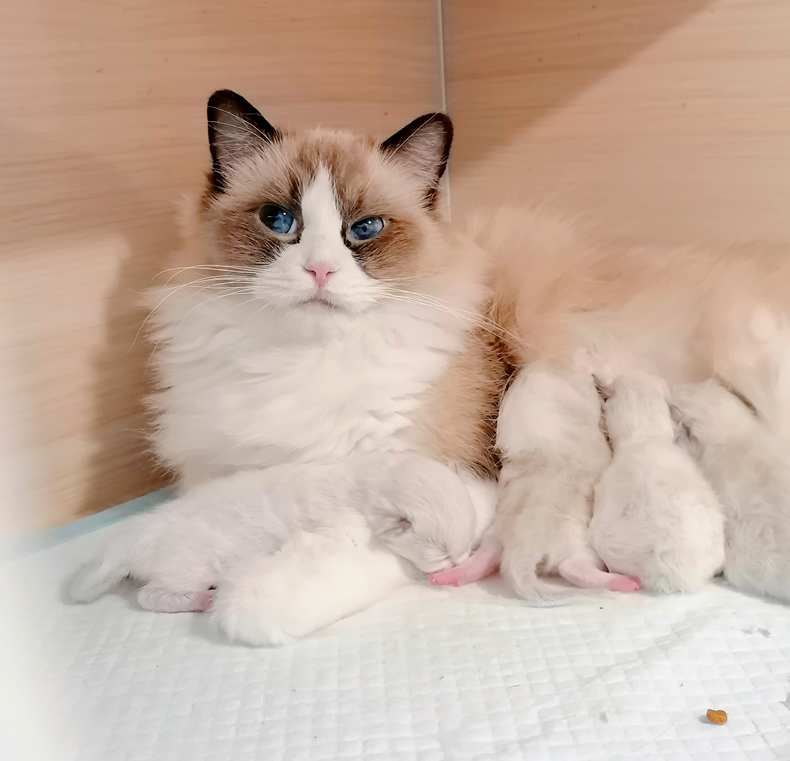 和其他的猫区别不大,布偶猫也不是大家想的那么脆弱的,简单为大家介绍