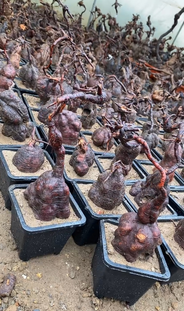 看人家这花盆里种的啥?