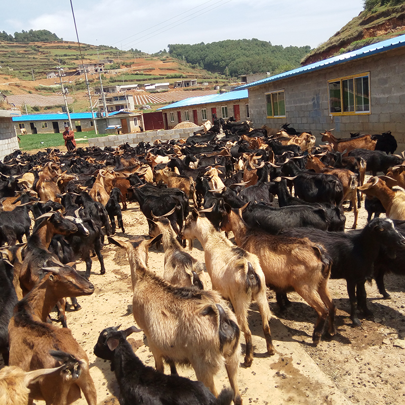 云南元谋老城乡黑山羊养殖成为四类人群增收"金宝贝"