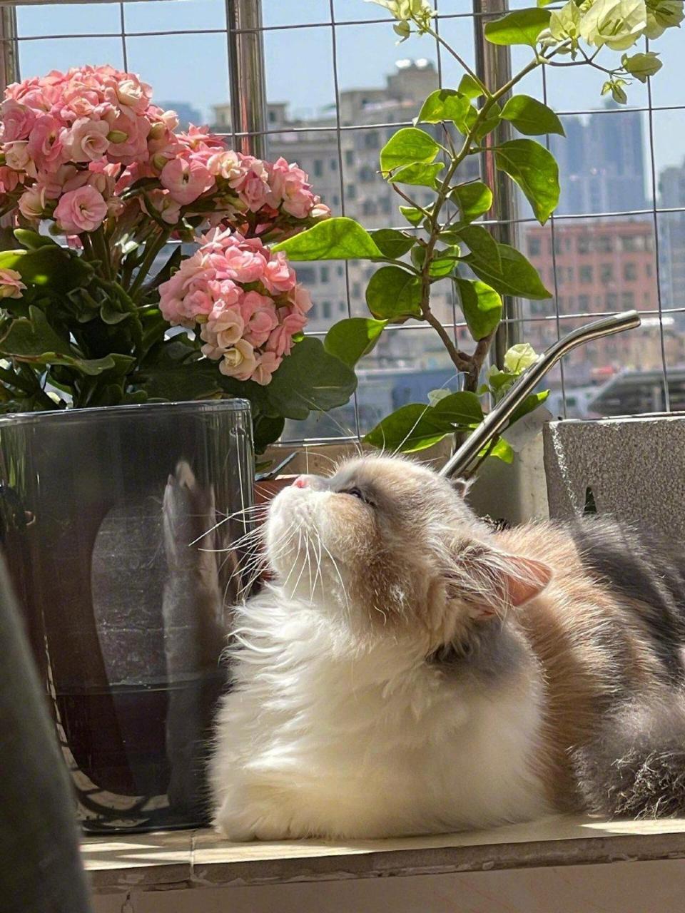 看着这只小猫很会享受生活啊,在阳光和花香的沐浴下,悠闲自在!