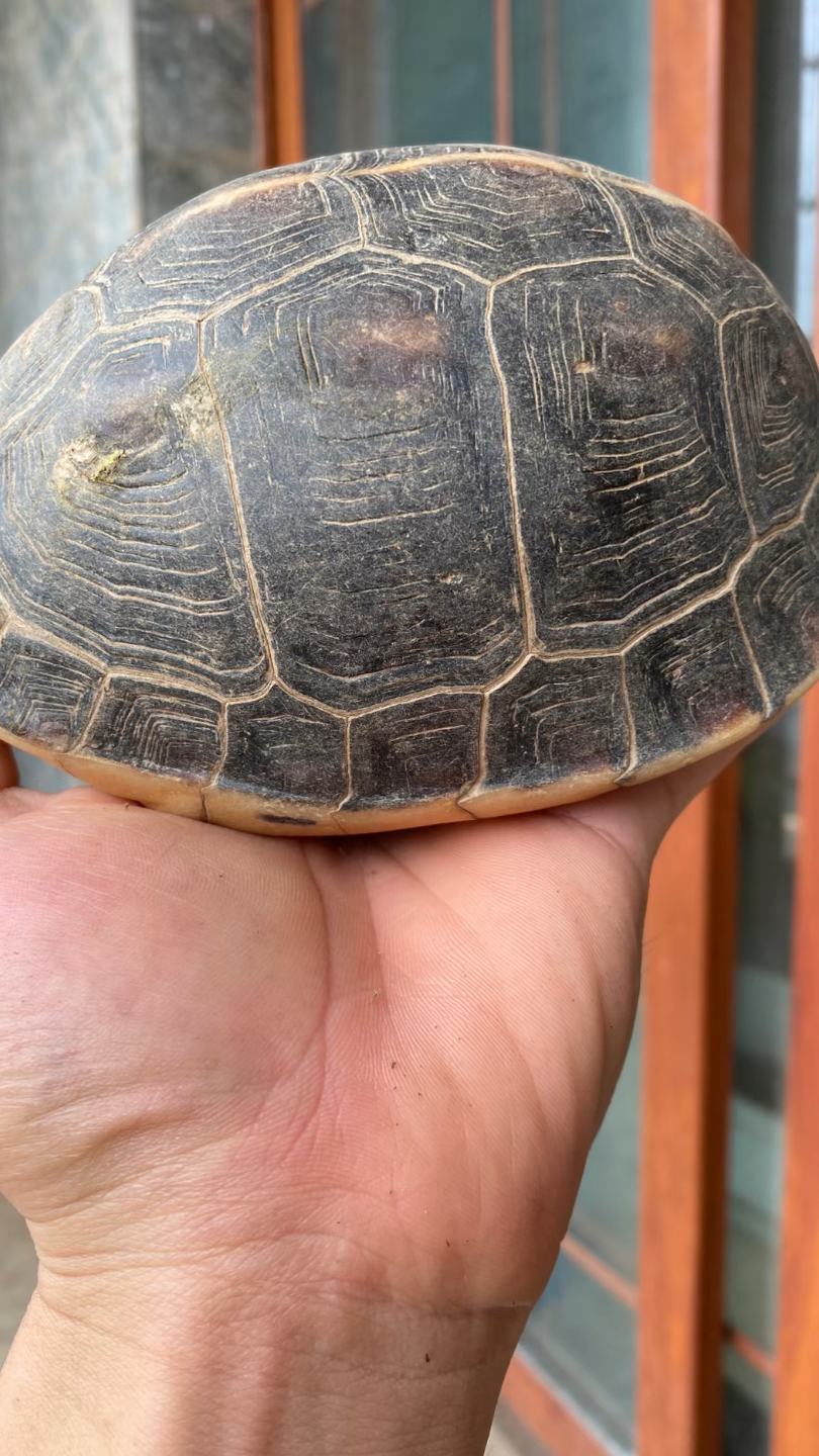 极品上等级的安缘龟,欣赏一下