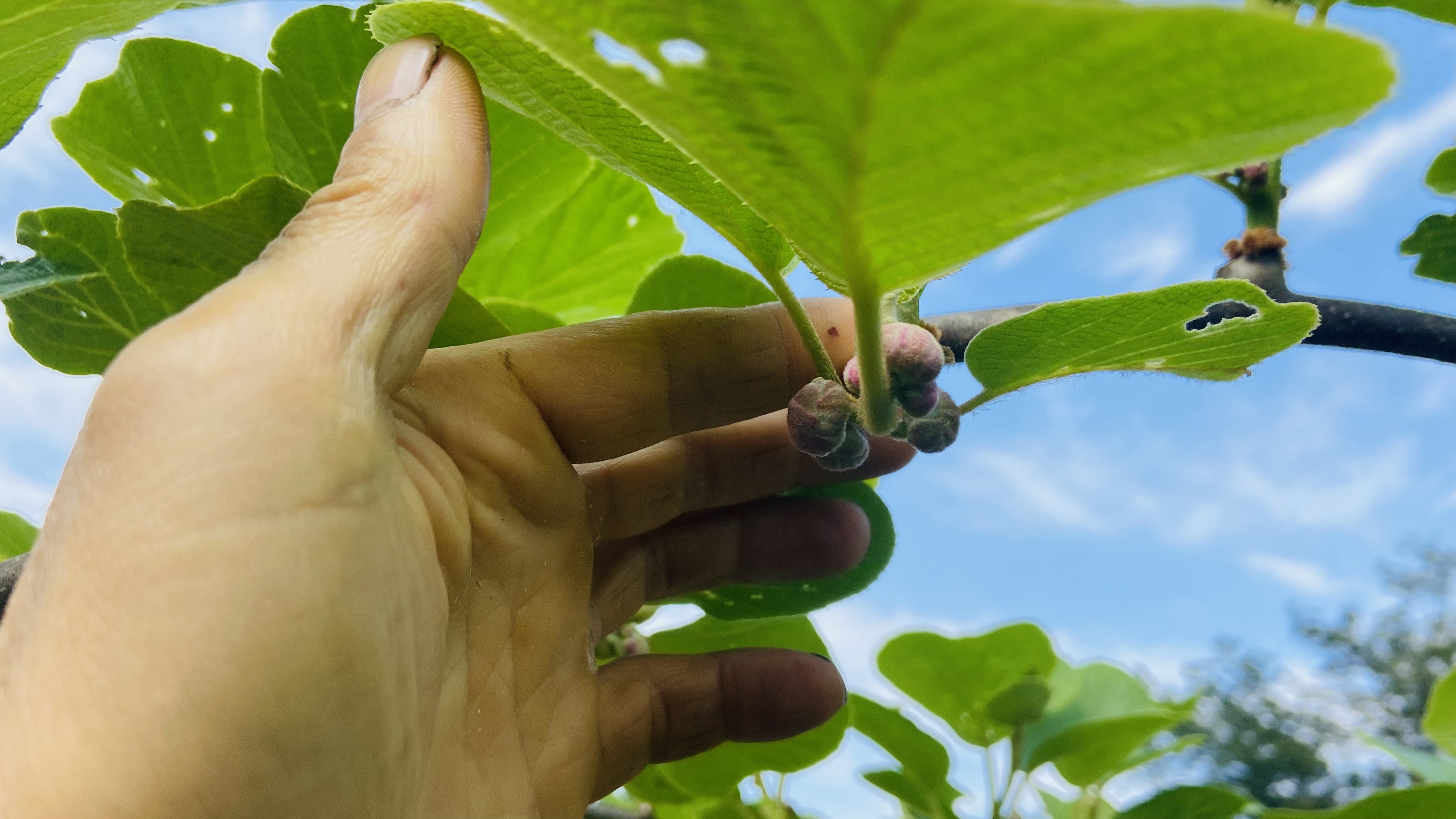 三农# 猕猴桃抹芽,摘心,疏蕾,为了农在不会重复进行,顺序可不要搞错