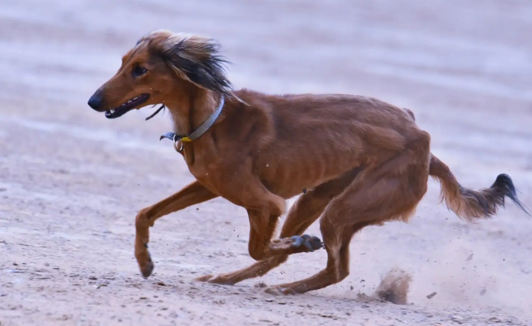 陕细犬最好种母图片图片