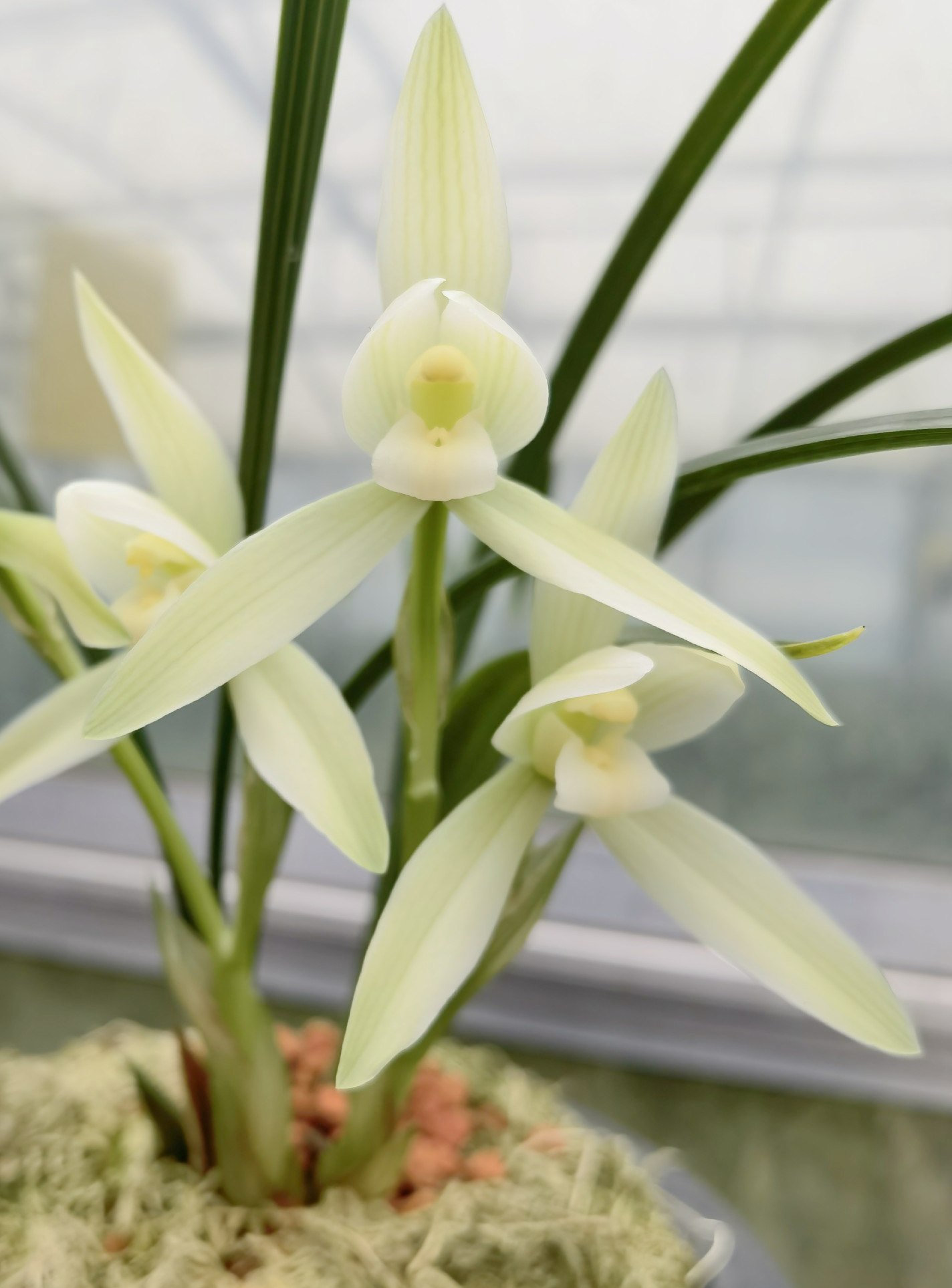 春兰中的名品,花期超长,花朵纯白,端庄,花型大气,很惊艳