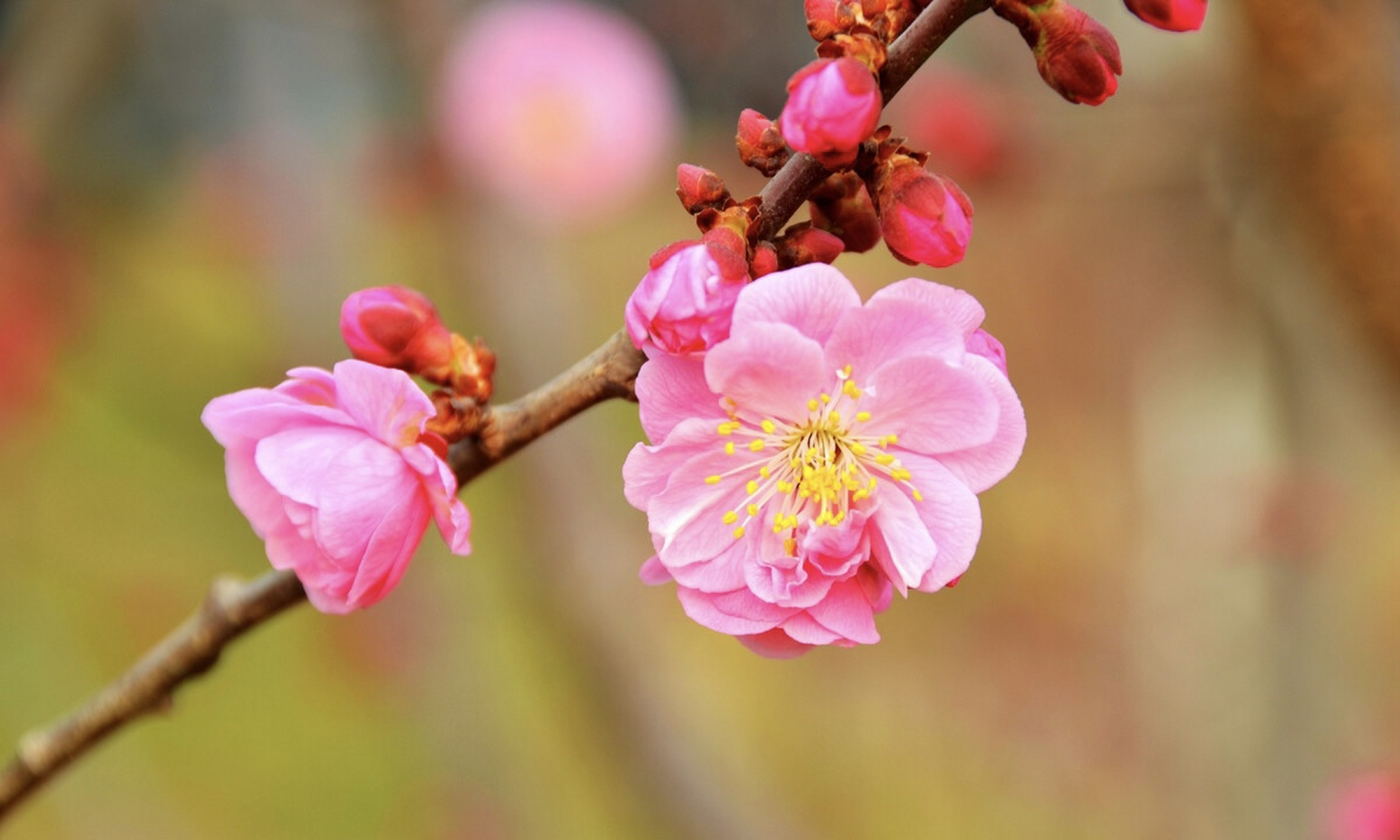 夕雾与落叶公主结缘,光源氏与紫姬情感深厚.