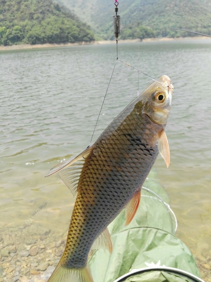 一竿在手,鲮鱼我有!揭秘让鲮鱼乖乖上钩的独门秘籍