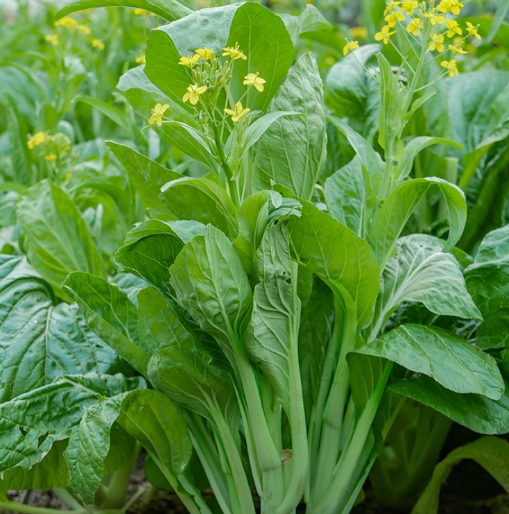 菜苔是油菜花吗?