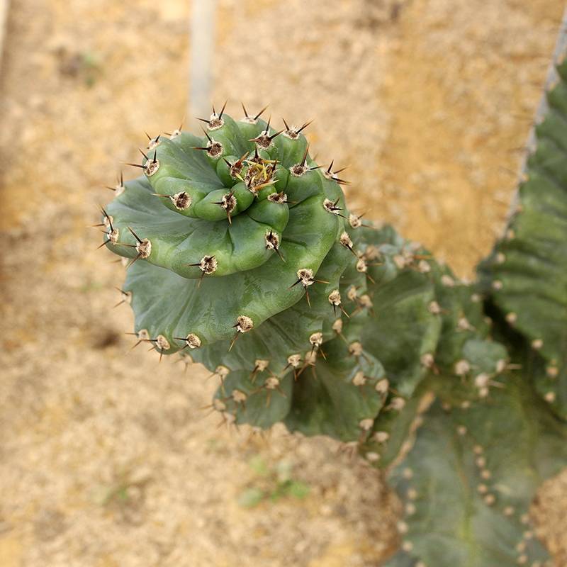 沙漠植物布置 为家居增添一抹自然的清新