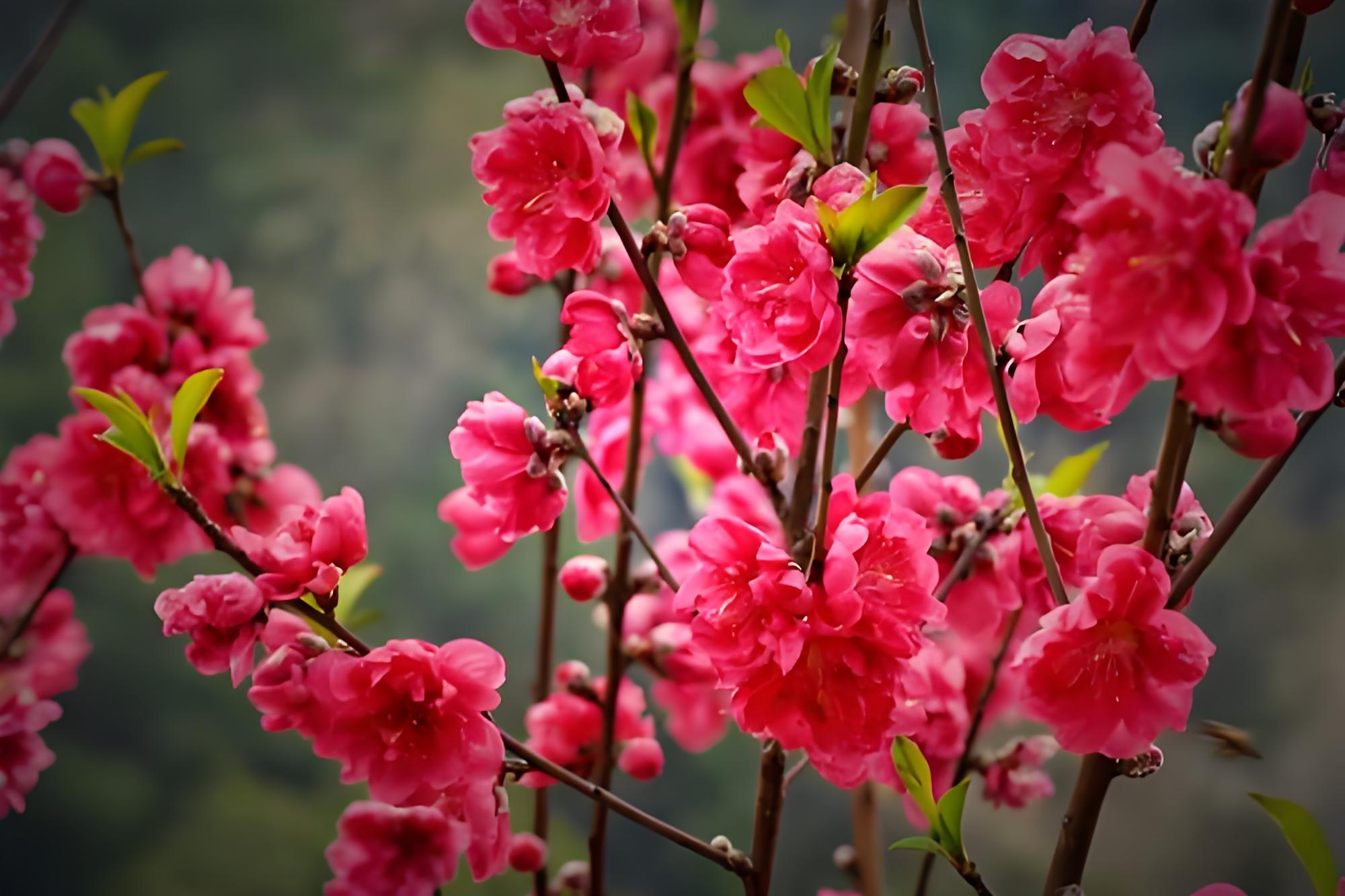 桃花是什么样子?春日舞者