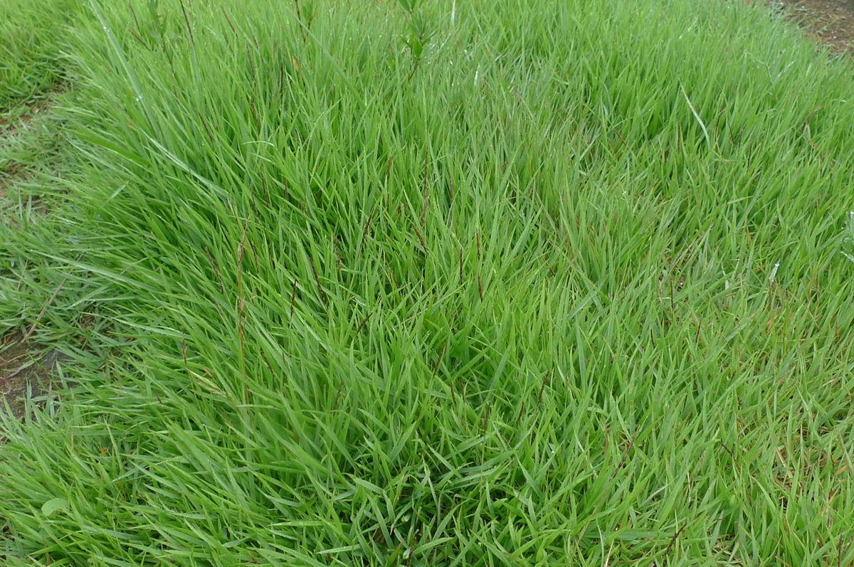 我见到的山东本土野生植物(73)中华结缕草(原变种)