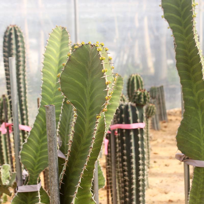 沙漠植物布置 为家居增添一抹自然的清新