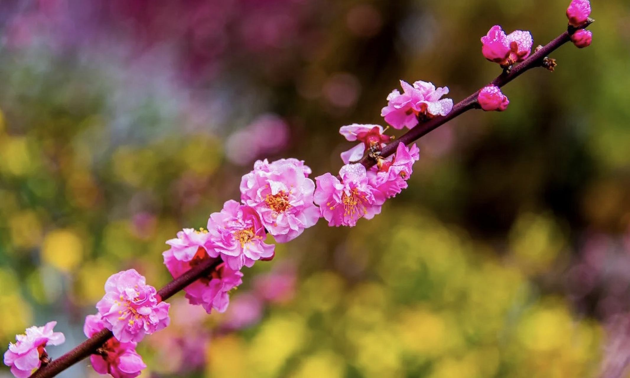 文章讲述了春日繁花景象,以及光源氏与紫姬的故事.